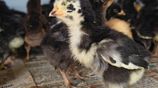 Country Chicken
