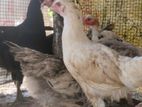 country chicken