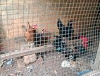 Country Chicken