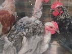 country chicken