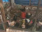 country chicken