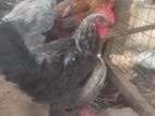 Country Chicken