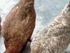 Country Chicken