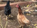 Country Chicken