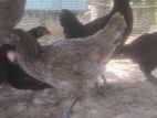 Country Chickens