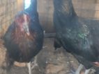 Country Chickens