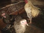 Country Chicken
