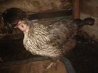 Country Chicken
