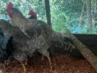 Country Chicken