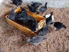 Country Chicken