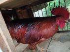 Country Chicken
