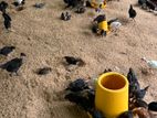 Country Chicken