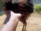 Country Chickens