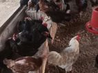Country Chicken