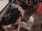 Country Chicken