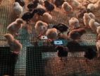 Country Chicken