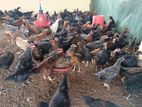 Country Chicken