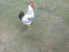 Country Chicken
