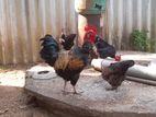 Country Chicken - ගම් කුකුළන්