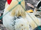 Country Chicken ගම් කුකුල්ලු Gam kukullu