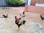 Country Chickens