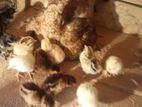 Country Chicken