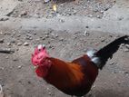 Country Chickens