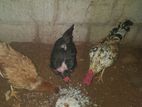 Country Chickens