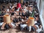 Country Chickens
