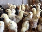 Country Chicks 3 Days Old