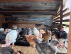 Country Chicks