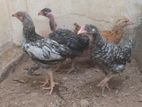 Country Chicks