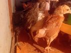 Country Chicks