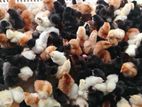 Country Chicks