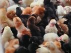 Country Chicks