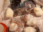 Country Chicks