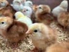 Country Chicks