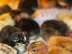 Country Chicks