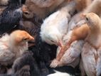 Country Chicks