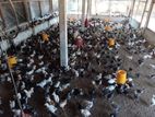 Country Chicks