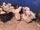 Country Chicken Chicks