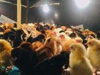 country chicks / ගම් කුකුල් පැටවු