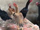 Country Chickens