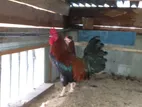 Country Chicken