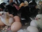 Country Chiks