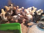 Country Chicks