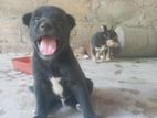 Puppies for Kind Home