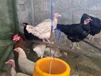 Country Egg Laying Hens