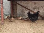 Country Hen