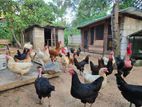 Country Hen